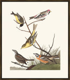 Audubon Arkansaw Siskin, Mealy Red-poll, Louisiana Tanager, Townsend's Bunting, Buff-breasted Finch II