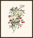 Audubon's Warbler, Hermit Warbler, Black-throated  Gray Warbler II