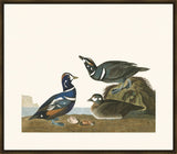 Audubon Harlequin Duck II