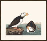 Audubon Large billed Puffin II