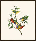 Audubon Painted Finch II