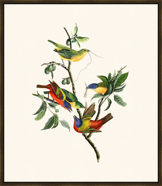 Audubon Painted Finch II