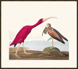 Audubon Scarlet Ibis II