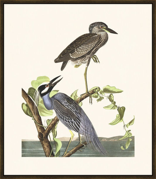 Audubon Yellow-Crowned Heron II