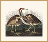 Audubon Bittern in Gold