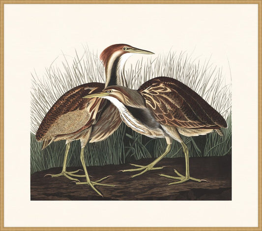 Audubon Bittern in Gold