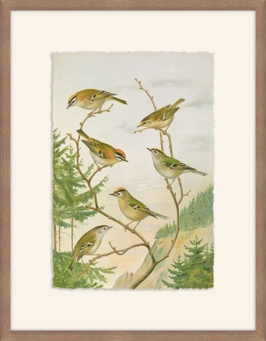 Regulus Ignicapillus. Johann Naumann