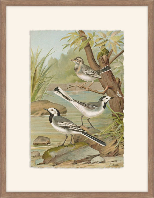 Motacilla Alba , Johann Naumann