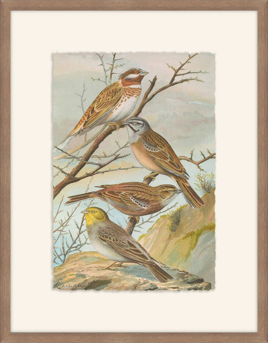 Emberiza Leucocephala, Johann Naumann