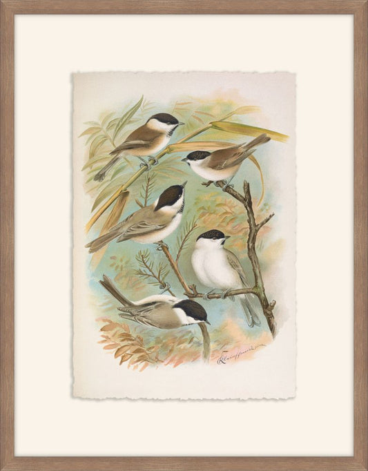 Parus Salicariius  Johann Naumann