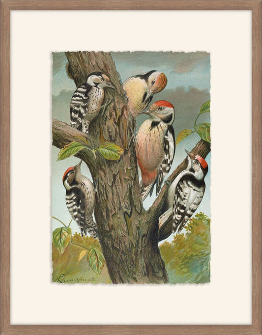 Dendrocopus Medius, Johann Naumann