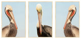 Pelican Brief Petite Triptych