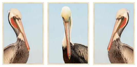 Pelican Brief Petite Triptych