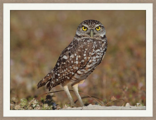 Burrowing Owl