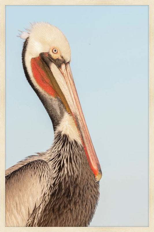 Pelican Brief Petite I