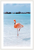Flamingo in the water I