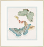 Various Butterflies & Moths I