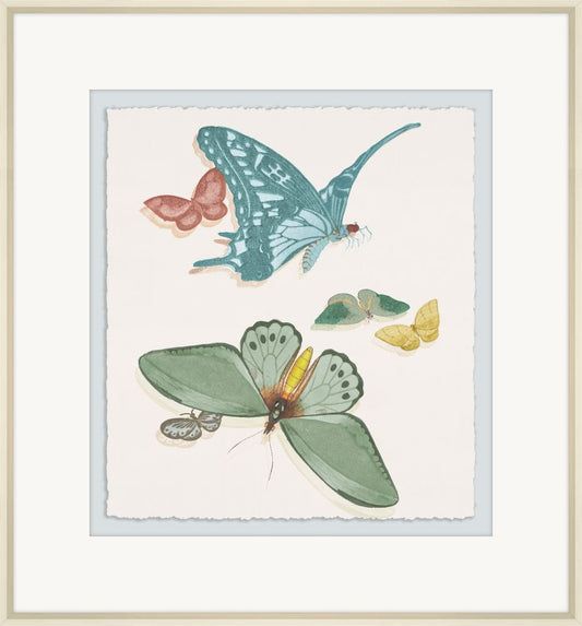 Various Butterflies & Moths II
