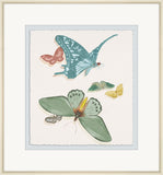 Various Butterflies & Moths II