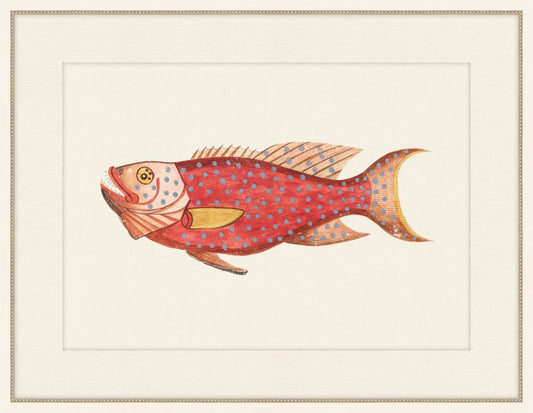 Renard Poisson XIVII