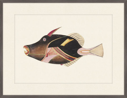 Renard Poisson on Black II