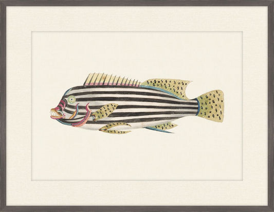 Renard Poisson on Black V