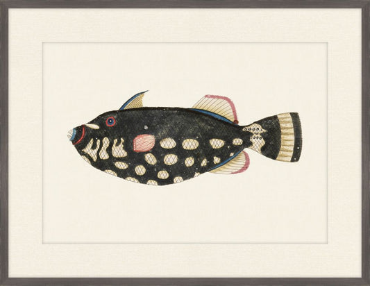 Renard Poisson on Black VI