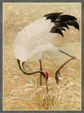 Sarus Crane in Rice Field I