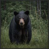 Black Bear