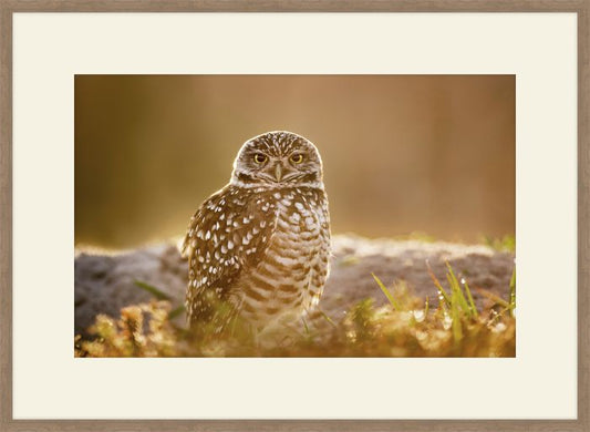 Burrowing Owl