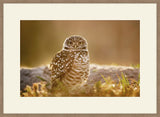 Burrowing Owl