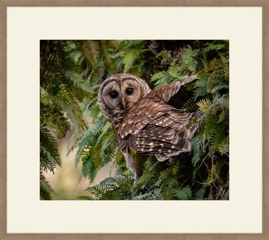 Barred Owl