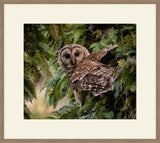 Barred Owl