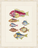 Renard Poisson Plate I