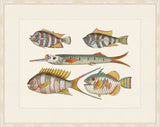 Renard Poisson Plate VI