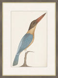 Brown Headed Kingfisher
