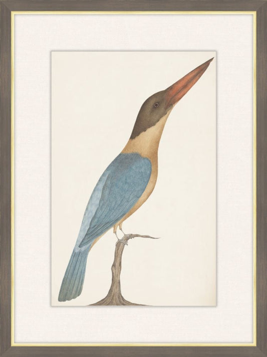 Brown Headed Kingfisher