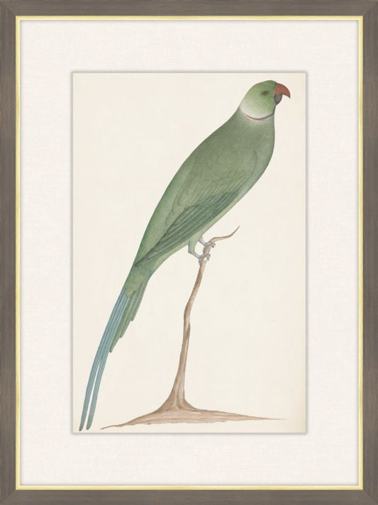 Parakeet