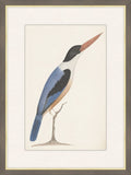 Black-Capped Kingfisher