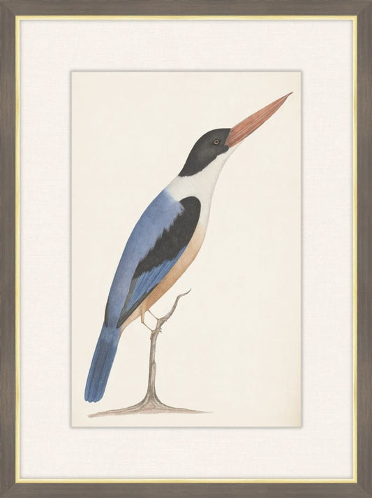 Black-Capped Kingfisher