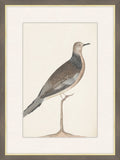 Spotted Dove