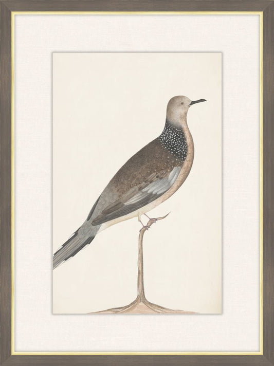Spotted Dove