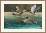 Mallard Flight