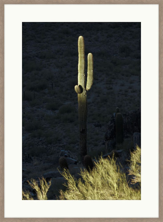Desert Cactus