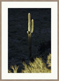 Desert Cactus