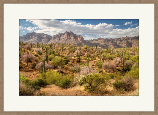 Sonora Desert