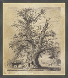 Shelton Oak, Jacob George Strutt, 1826