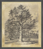 Silver Fir at Roseneath, Jacob George Strutt, 1826
