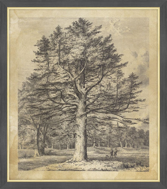 Silver Fir at Roseneath, Jacob George Strutt, 1826
