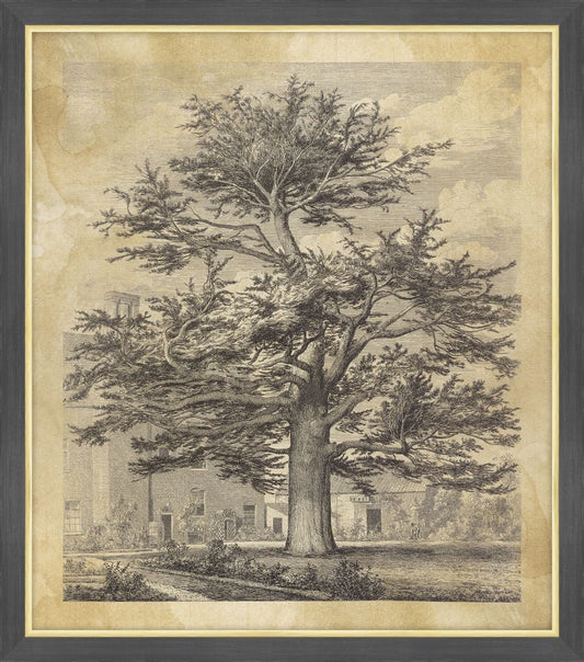 The Enfield Cedar, Jacob George Strutt, 1826